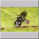 Crossocerus sp - Grabwespe 08b 5mm.jpg